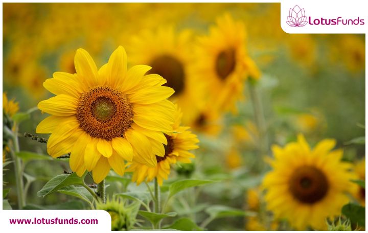 Blog image: Nifty bulls aim to start the 2nd-half of 2025 on a positive footing.